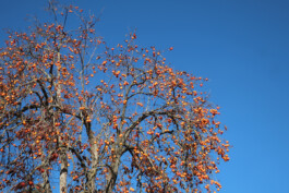 plaqueminier feu d'artifice